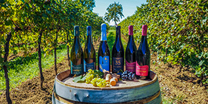The Winery